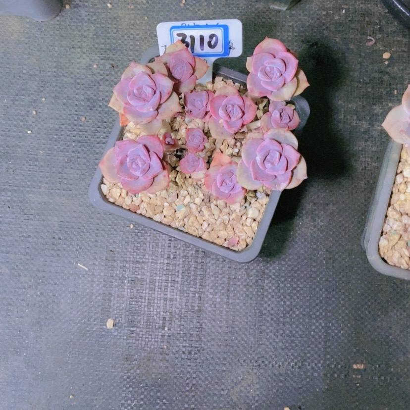 【闪购商品】冇*名3110