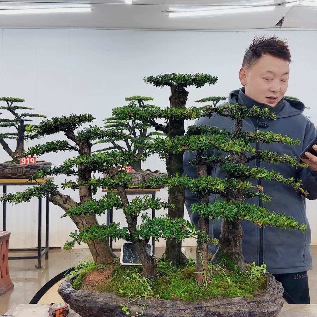 ?***?盆景制作过程非常