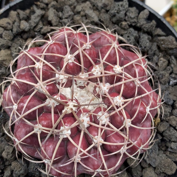 【闪购商品】实生实生