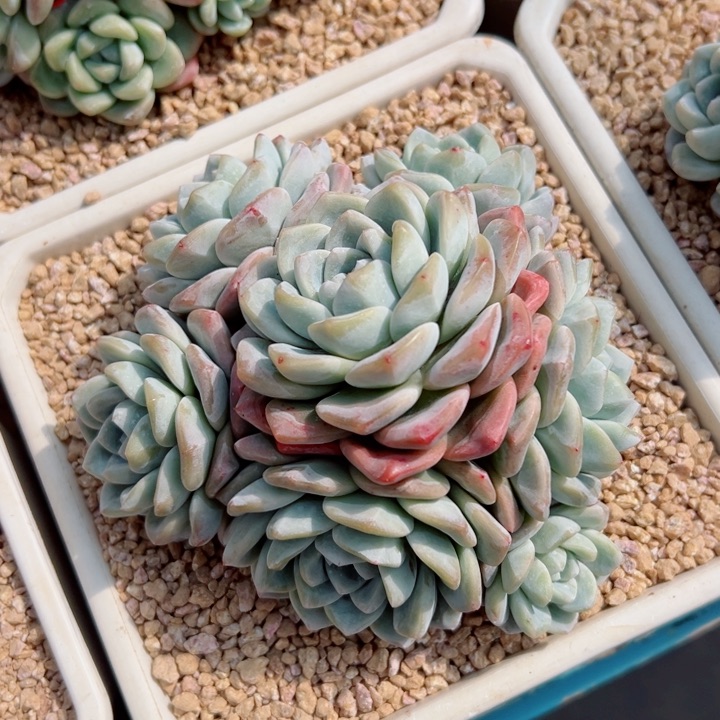 精品多肉植物老桩