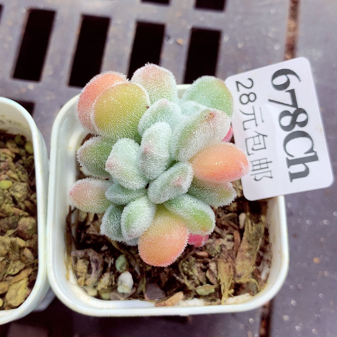 5厘米盆精控多肉678