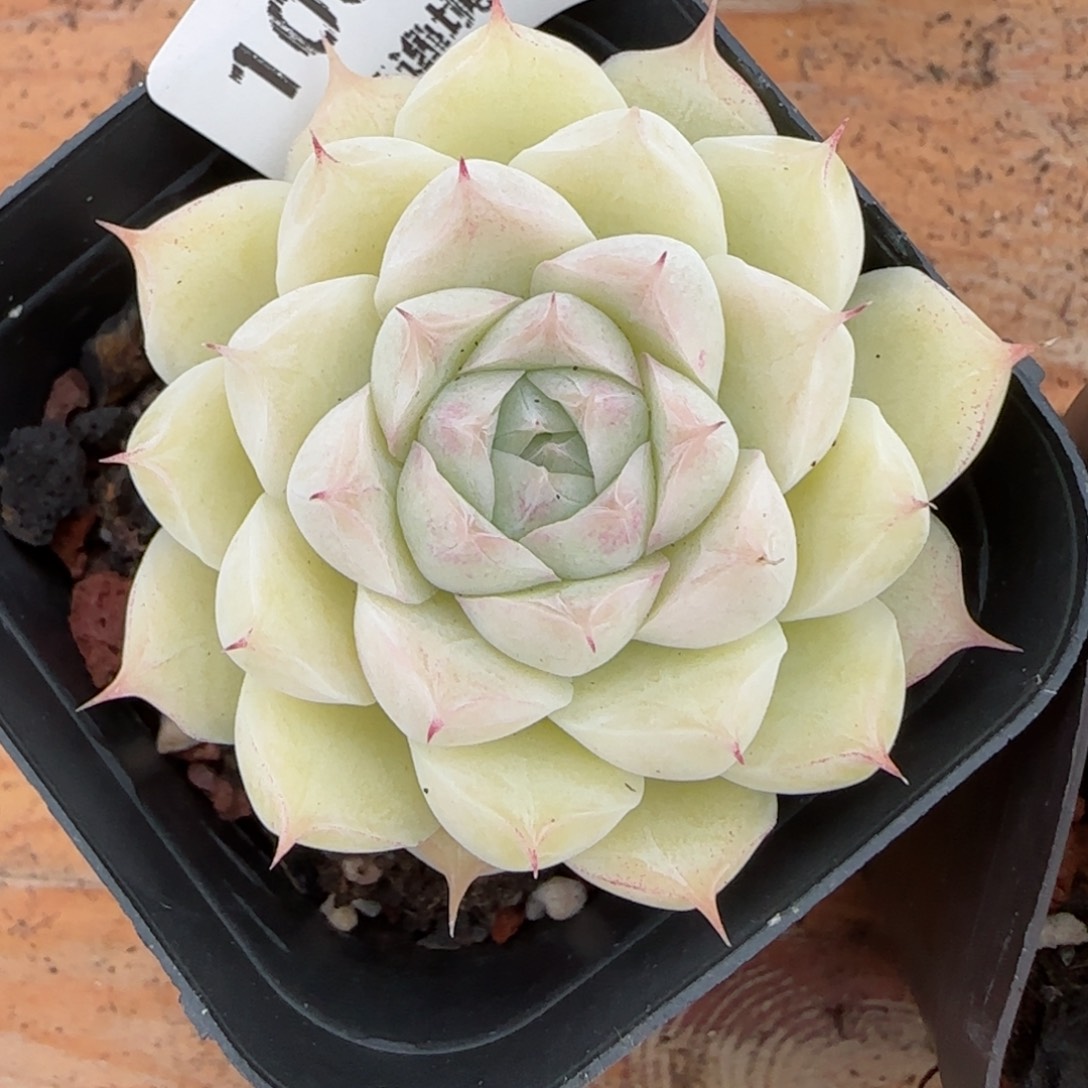 花语逸镜0126-100