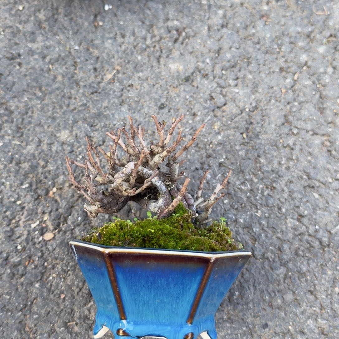 长寿命一物一拍一个