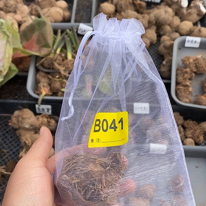 月光覆盆子裸球B041禁退不售后