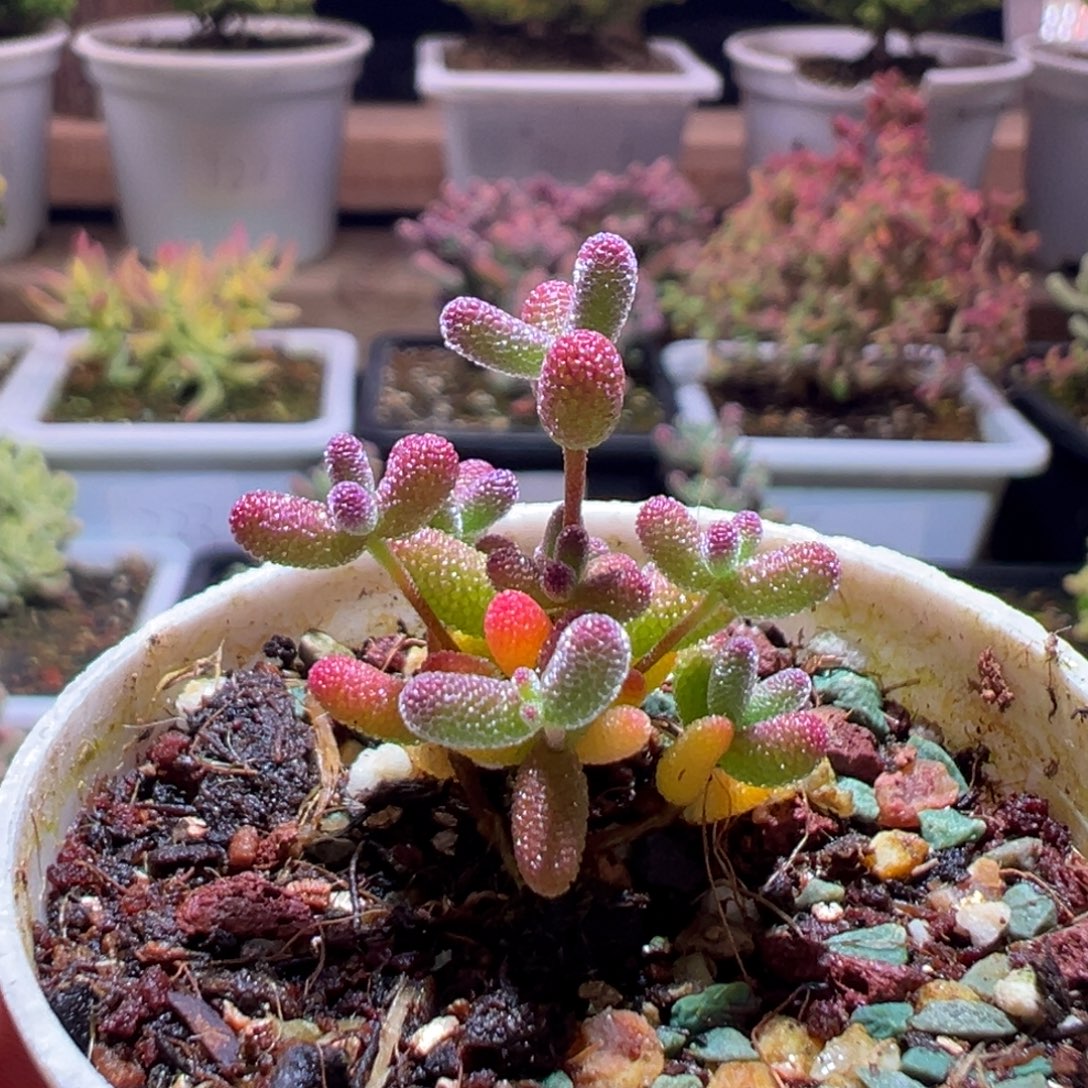 365橘子糖一物一拍包开箱