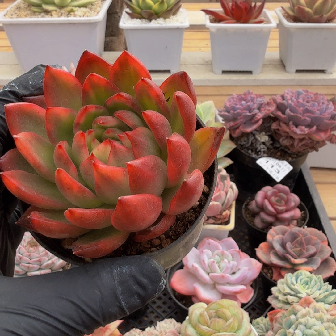 1108-114东云花脸锦