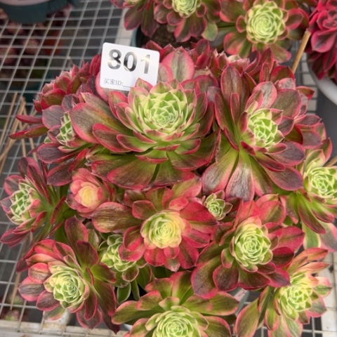 801海王20厘米左右