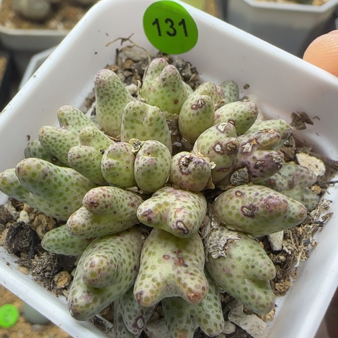 草莓斑马群多肉植物131