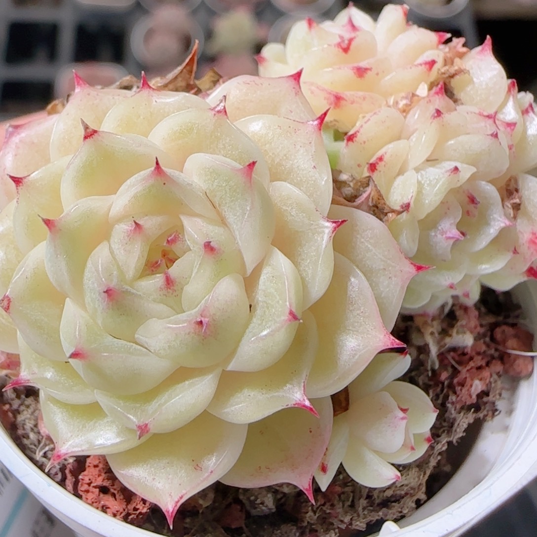 花语多肉1221-194白玉魔仙散