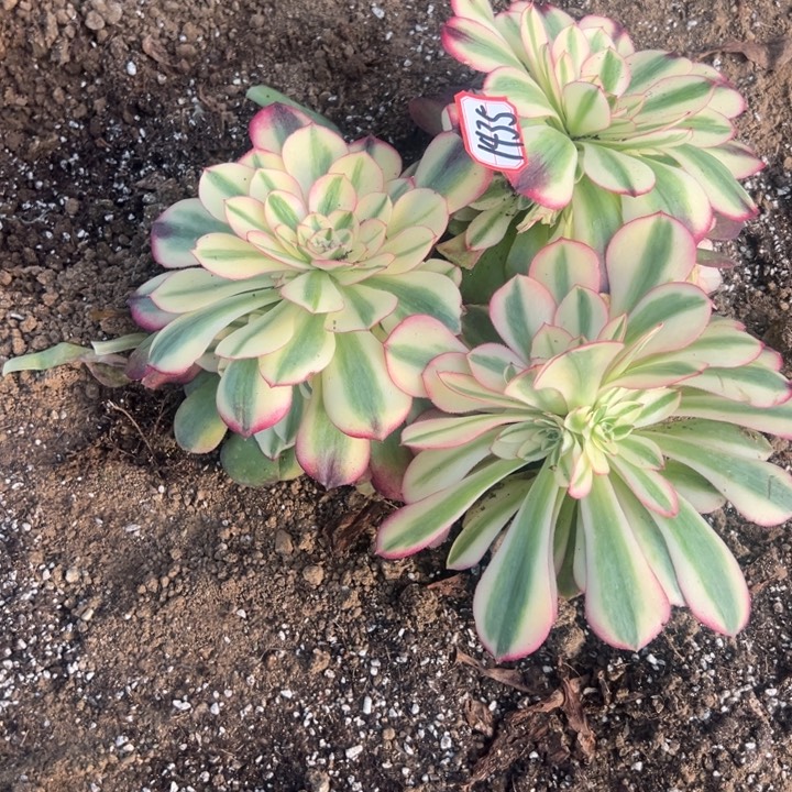 多肉植物3颗利栀不售后