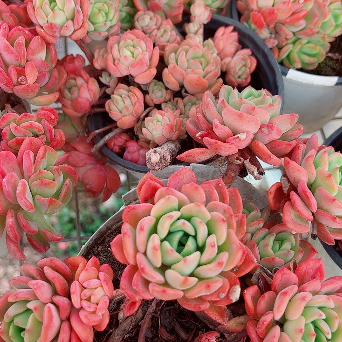 芬达多头造型精品二盆