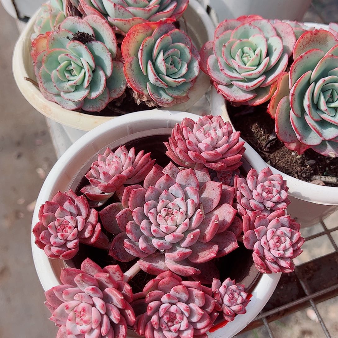 霜花多头造型精品手捧