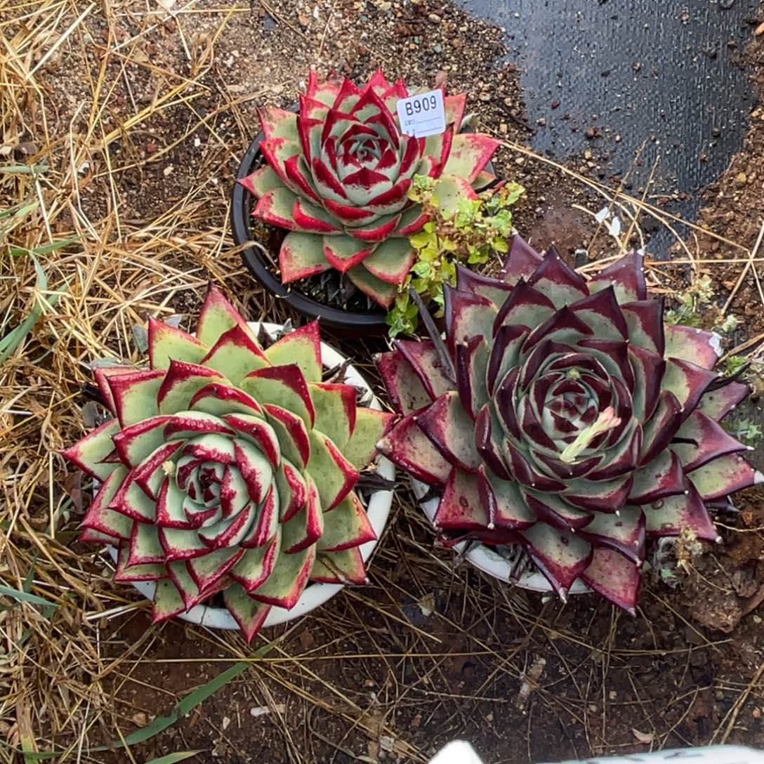 无花朵若如东云组拍B909