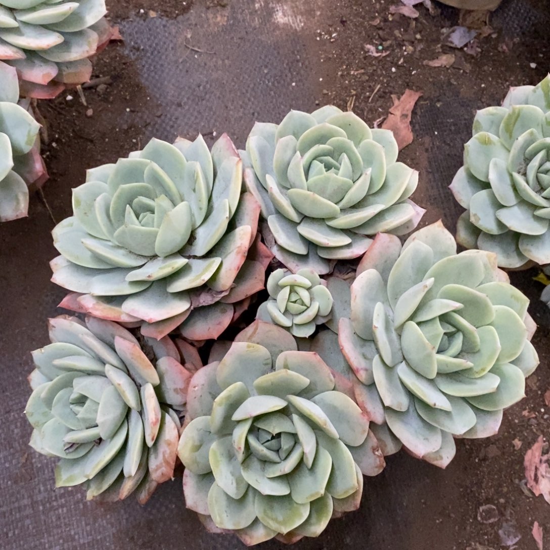 韩国恋曲五大头起发