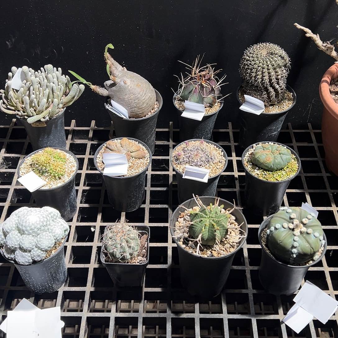 199一个 十二抽一 多抽少