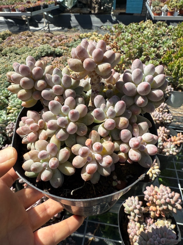 老庄整群婴儿手指多肉