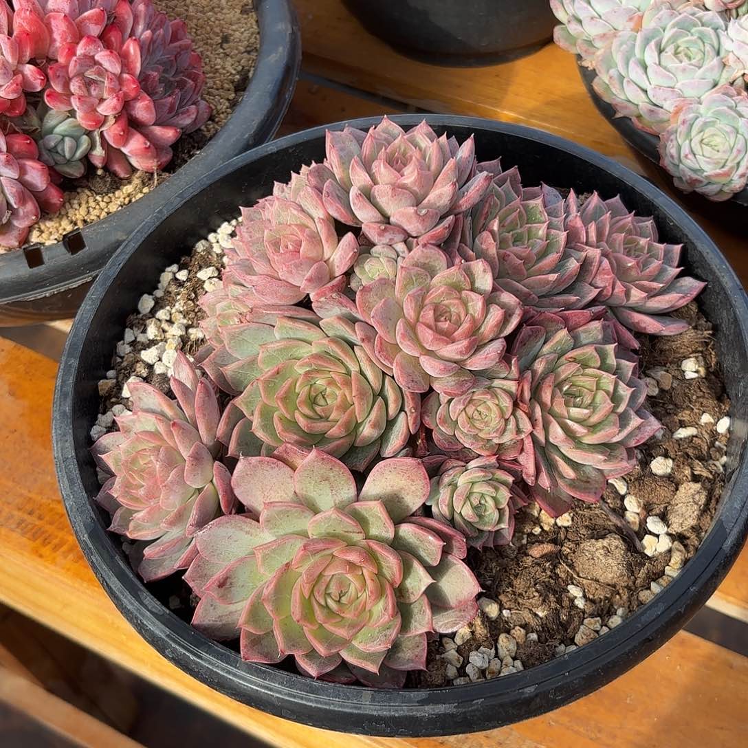 一****东云杂交多肉植物多肉