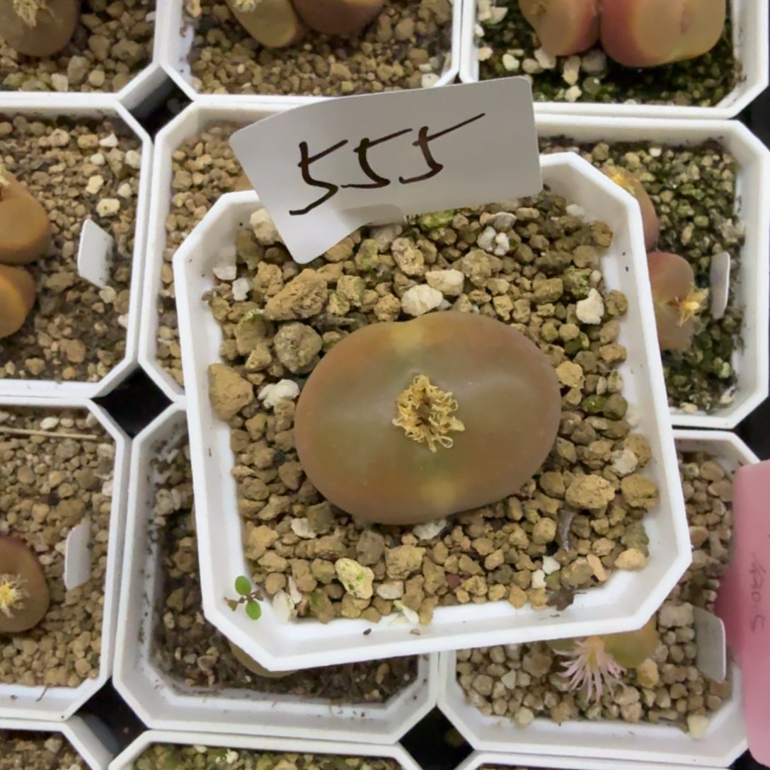 智***刚多肉多肉多肉11-555