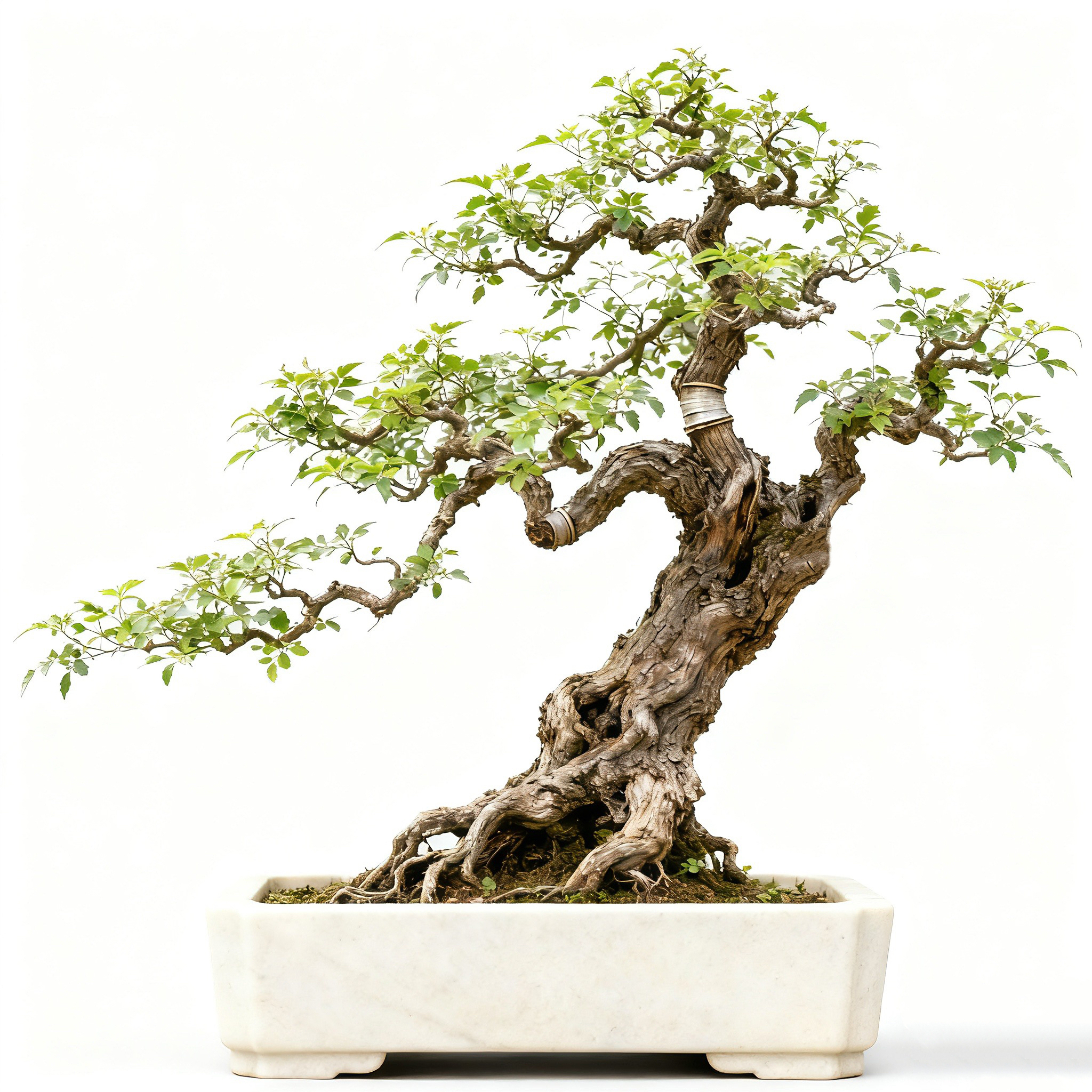 直播间一物一拍 精品盆景 阳台绿植 茶空间装饰花卉