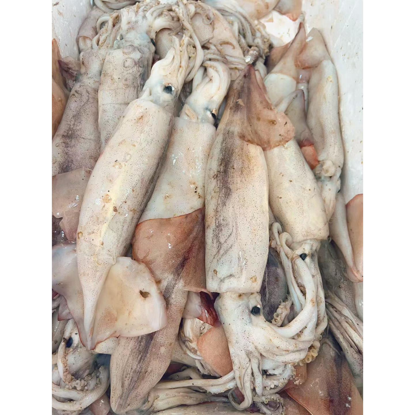 大连杏树屯野生鱿鱼，原浆速冻发货，顺丰快递