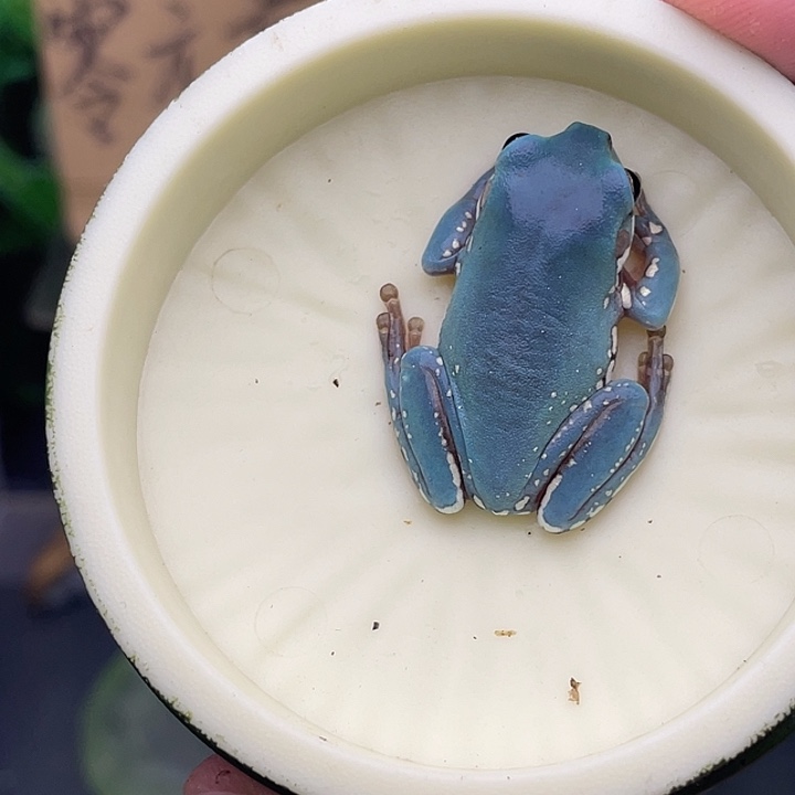 老爷树蛙5号紫蓝雪花