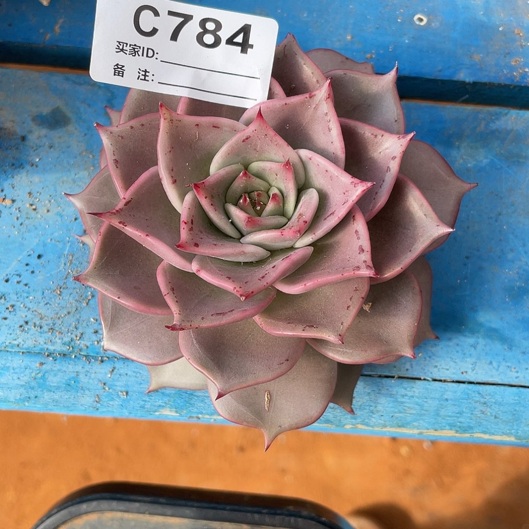 若如东云单拍C784