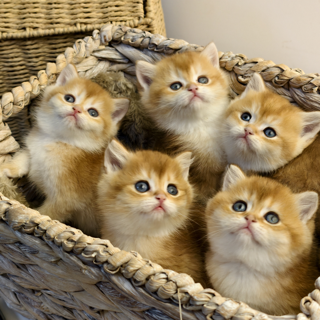 喜喵家熊版金渐层短毛猫、长毛猫；英国长毛猫、英国短毛猫