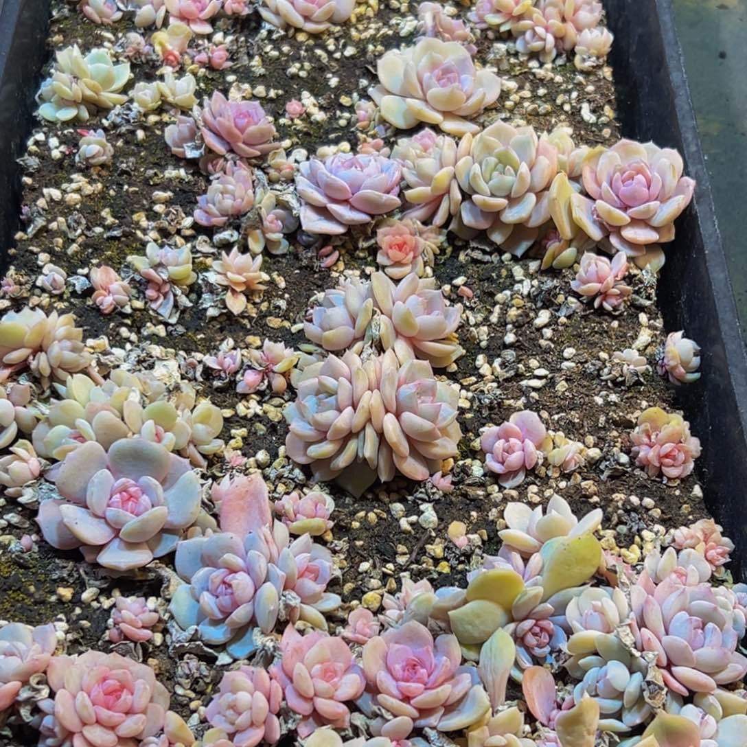 065点点滴滴下惺惺相惜