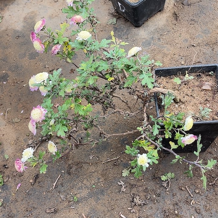 我***猫35菊花菊花菊花火鸡