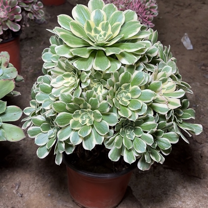 多肉植物迈巴赫13