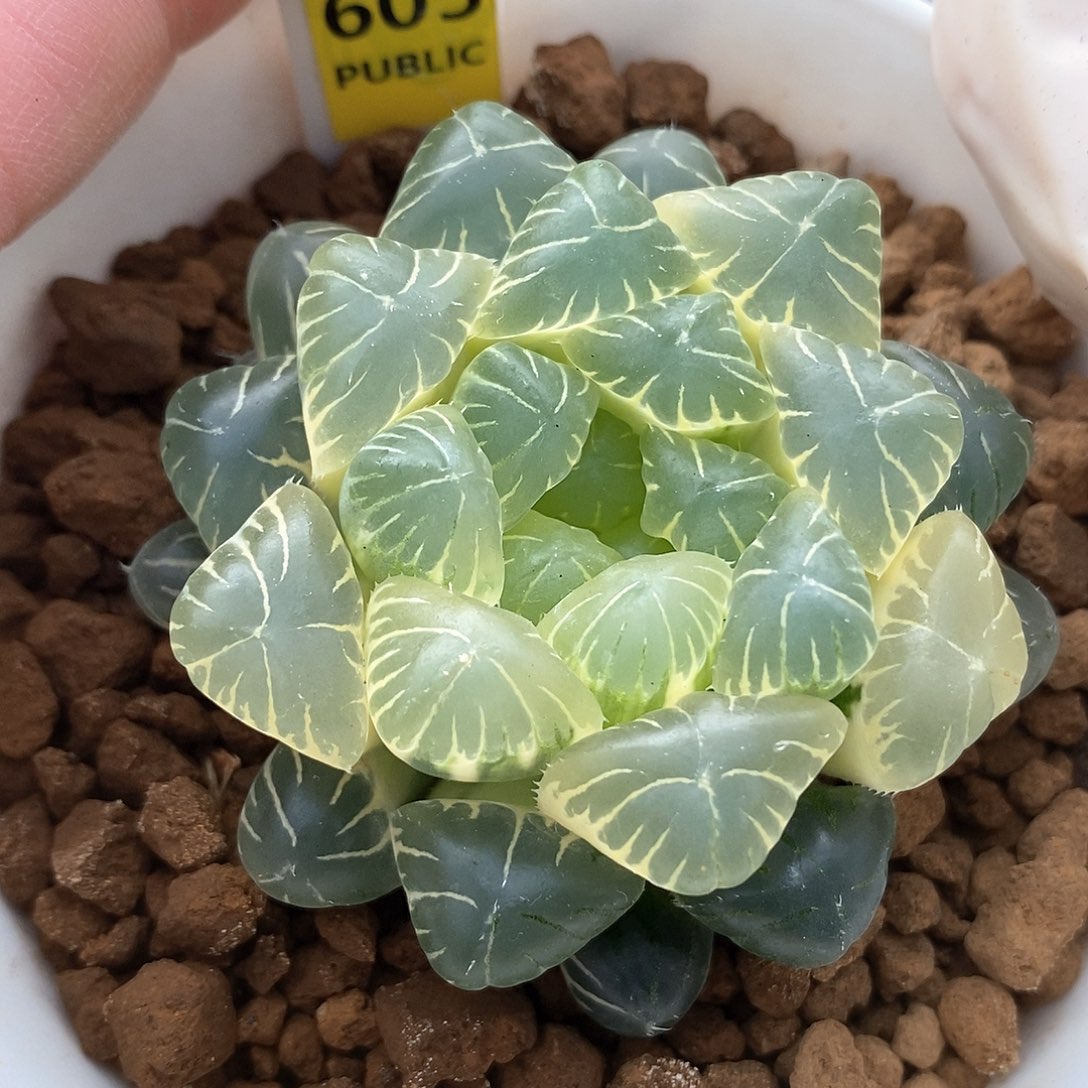 605号湖水玉露锦一物一拍