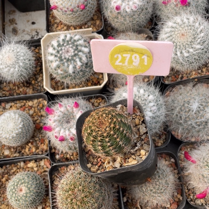 阿***函实生仙人球27910000000