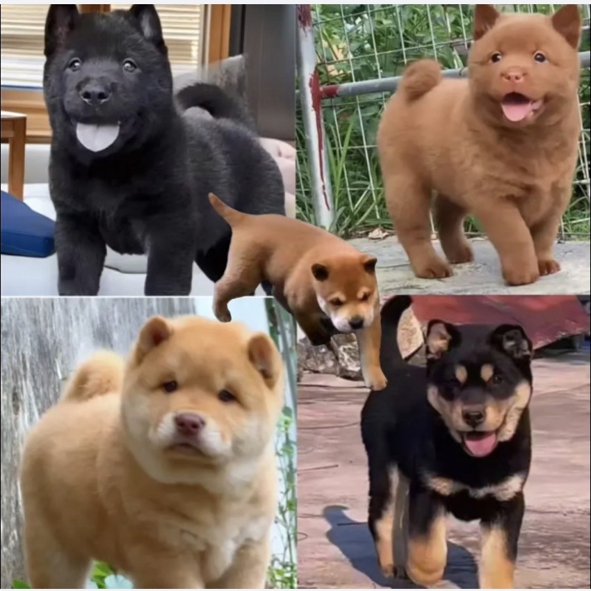 中华田园犬小芳直播一对一挑选