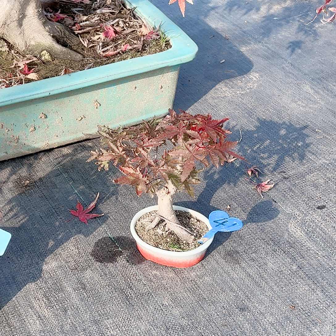 无花朵枫树……枫树