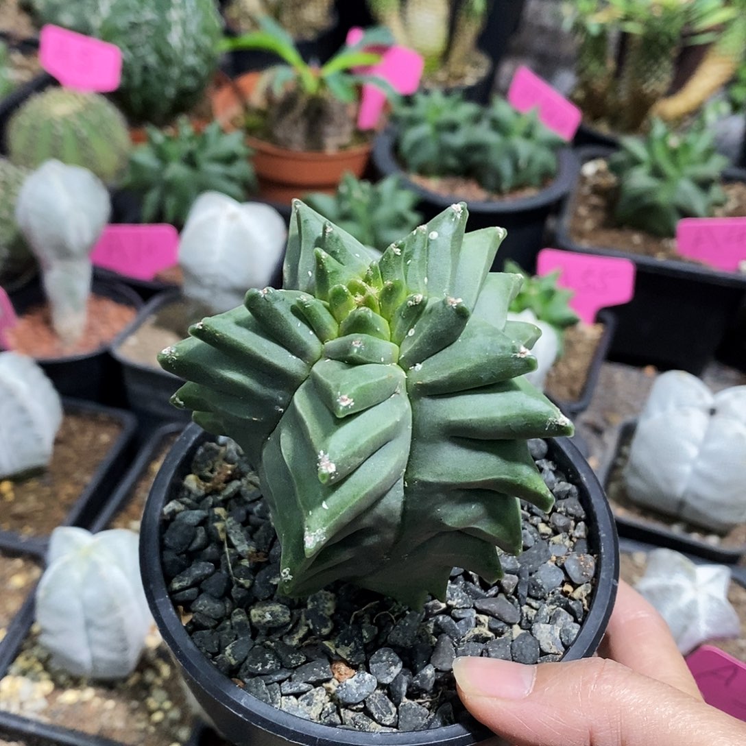 花花草草花花草草