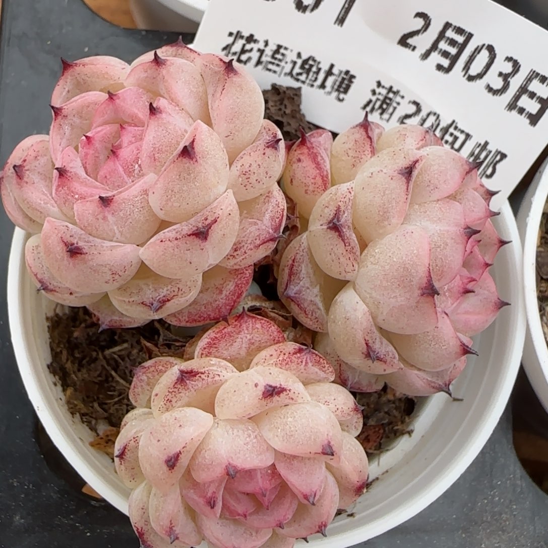 花语逸镜0203-301