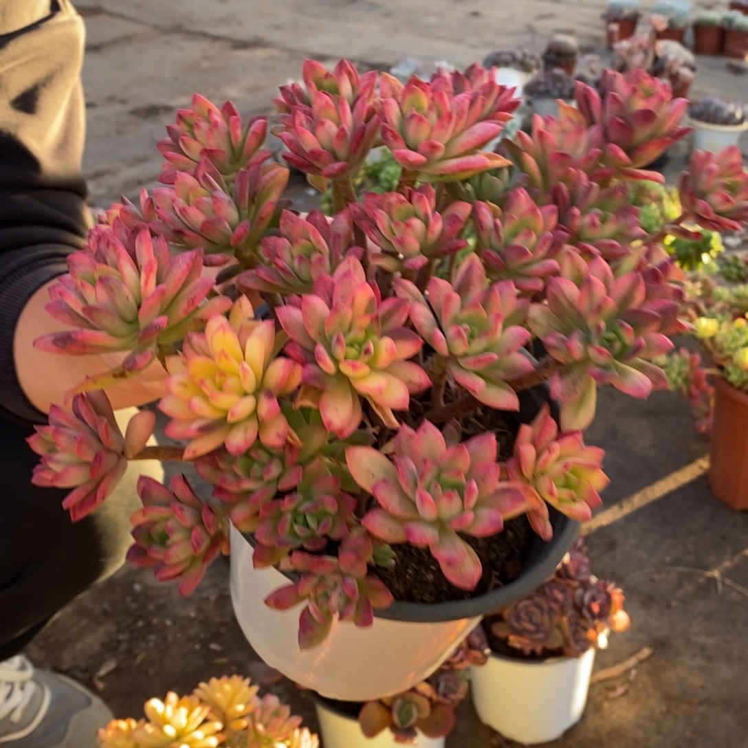 小叮当锦整桩无砍大盆