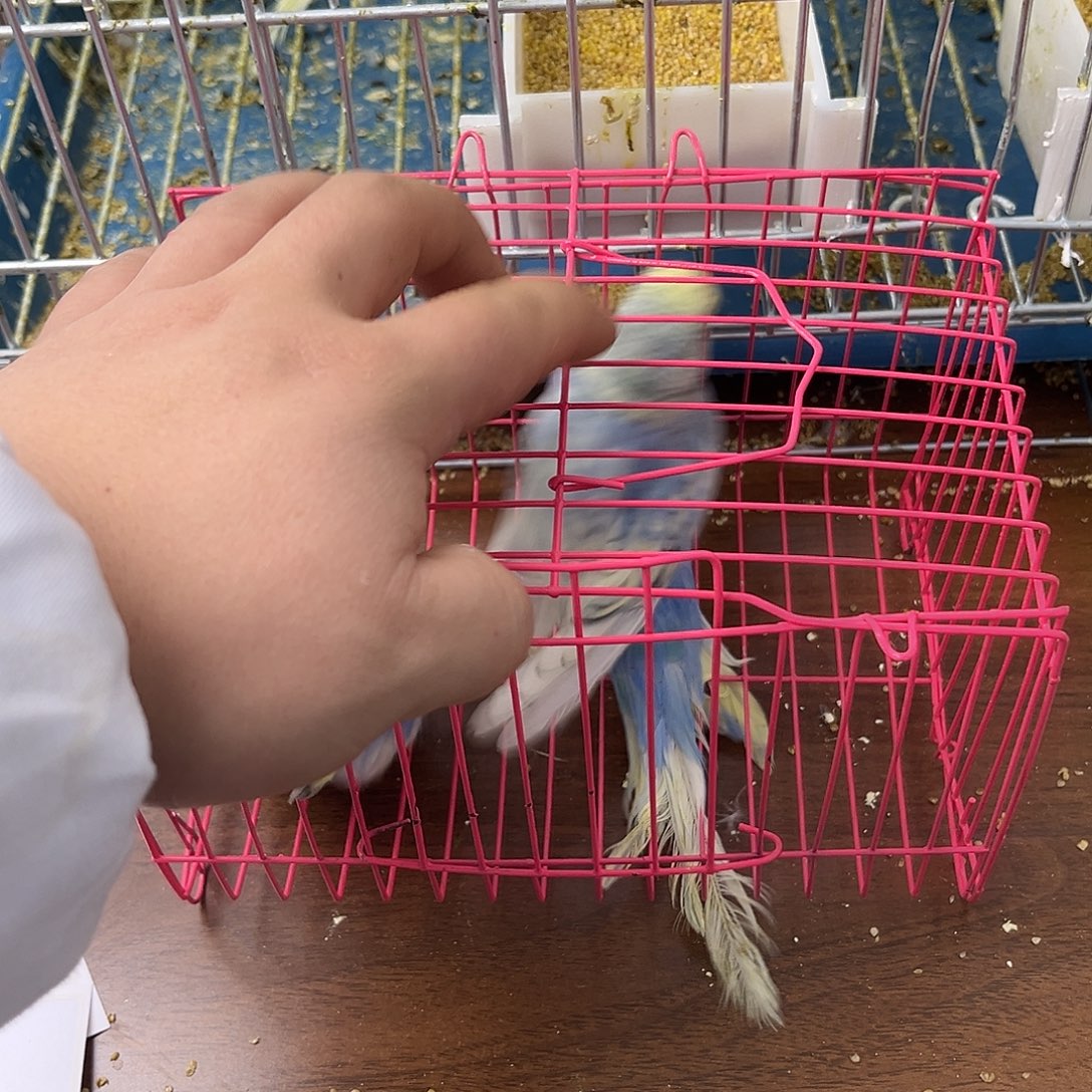 虎皮鹦鹉金彩鹦鹉