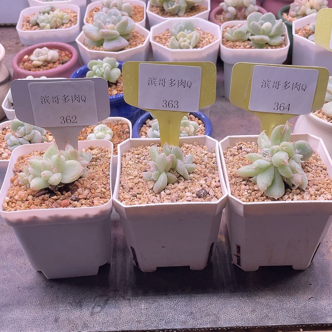 贝***肉滨哥多肉Q362，363，364风花雪月石化带盆福利