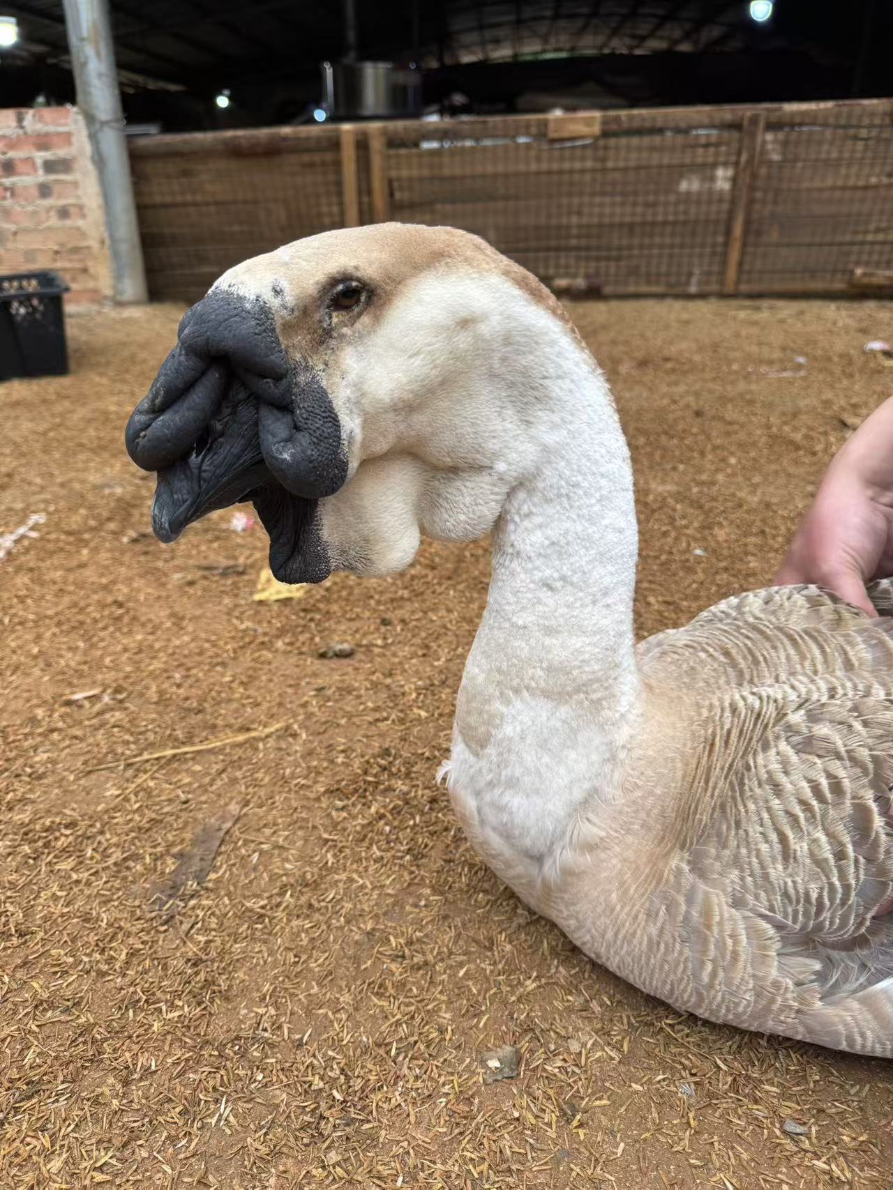 琼农狮头鹅 鹅肉顺丰包邮