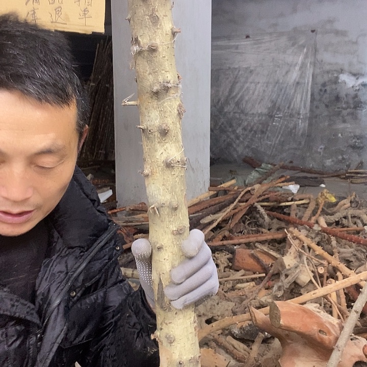 香榧木做****雄贵州檬子木，毛料 半成品