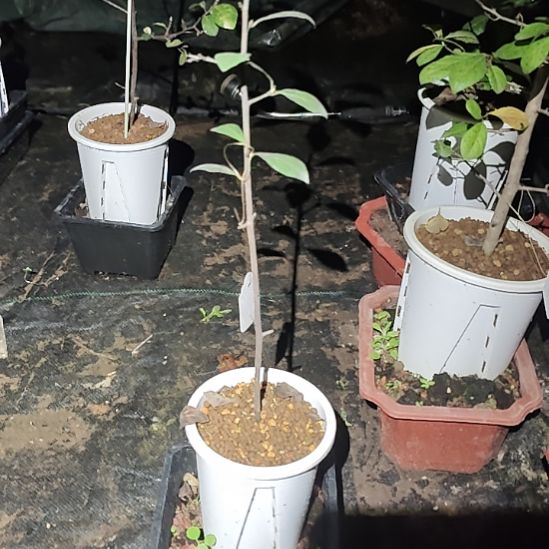 成***业完全开放老鸦柿品种苗