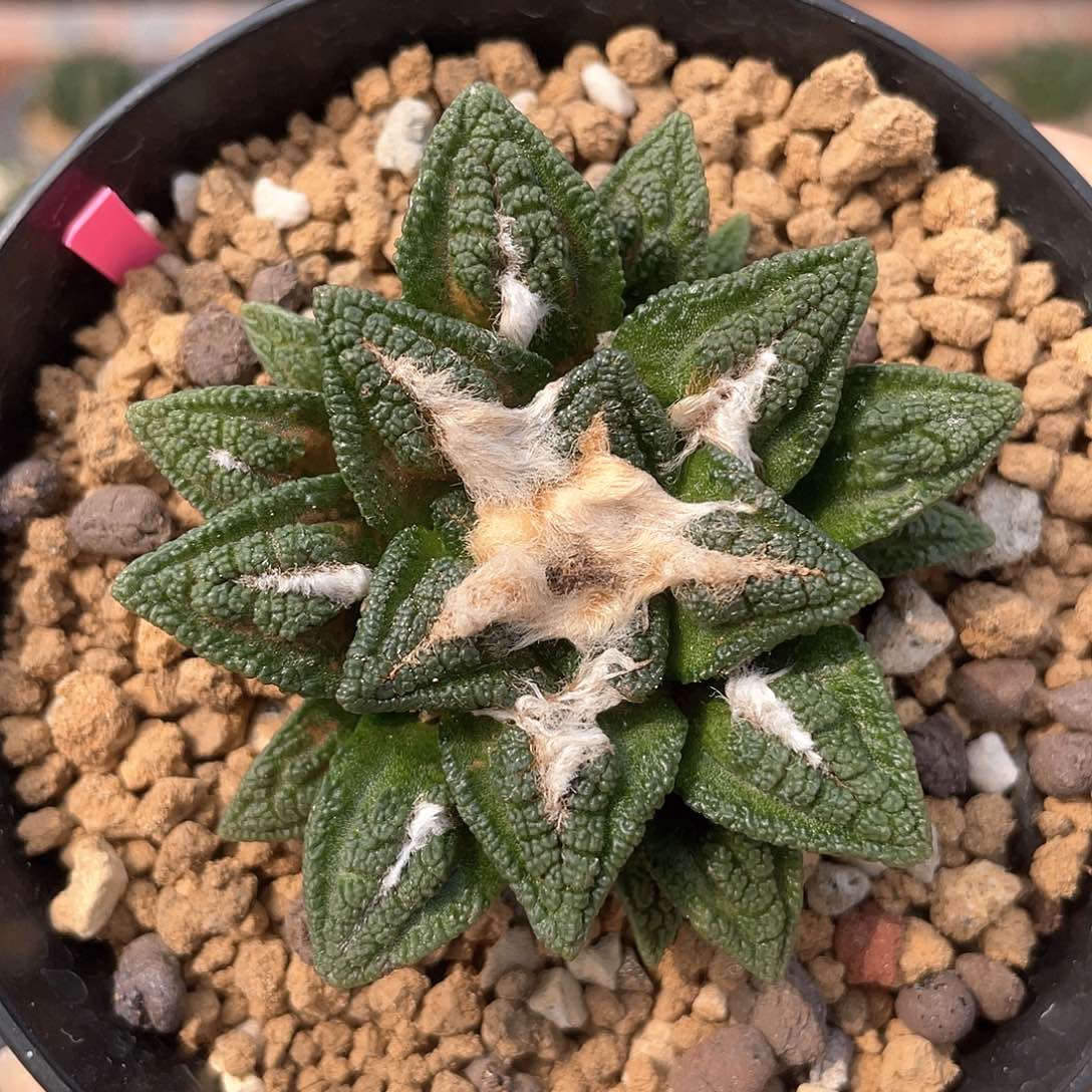 实生辛顿福利。。。。。。。