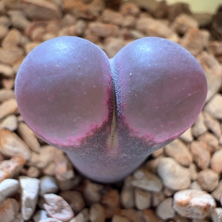 41。 优选c10X贝瑞。超紫窗。  