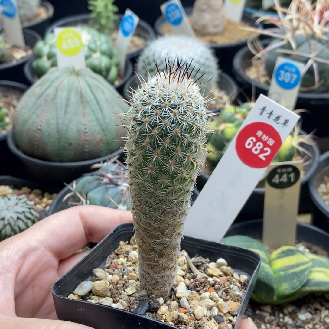 实生萨拉戈萨2.6cm