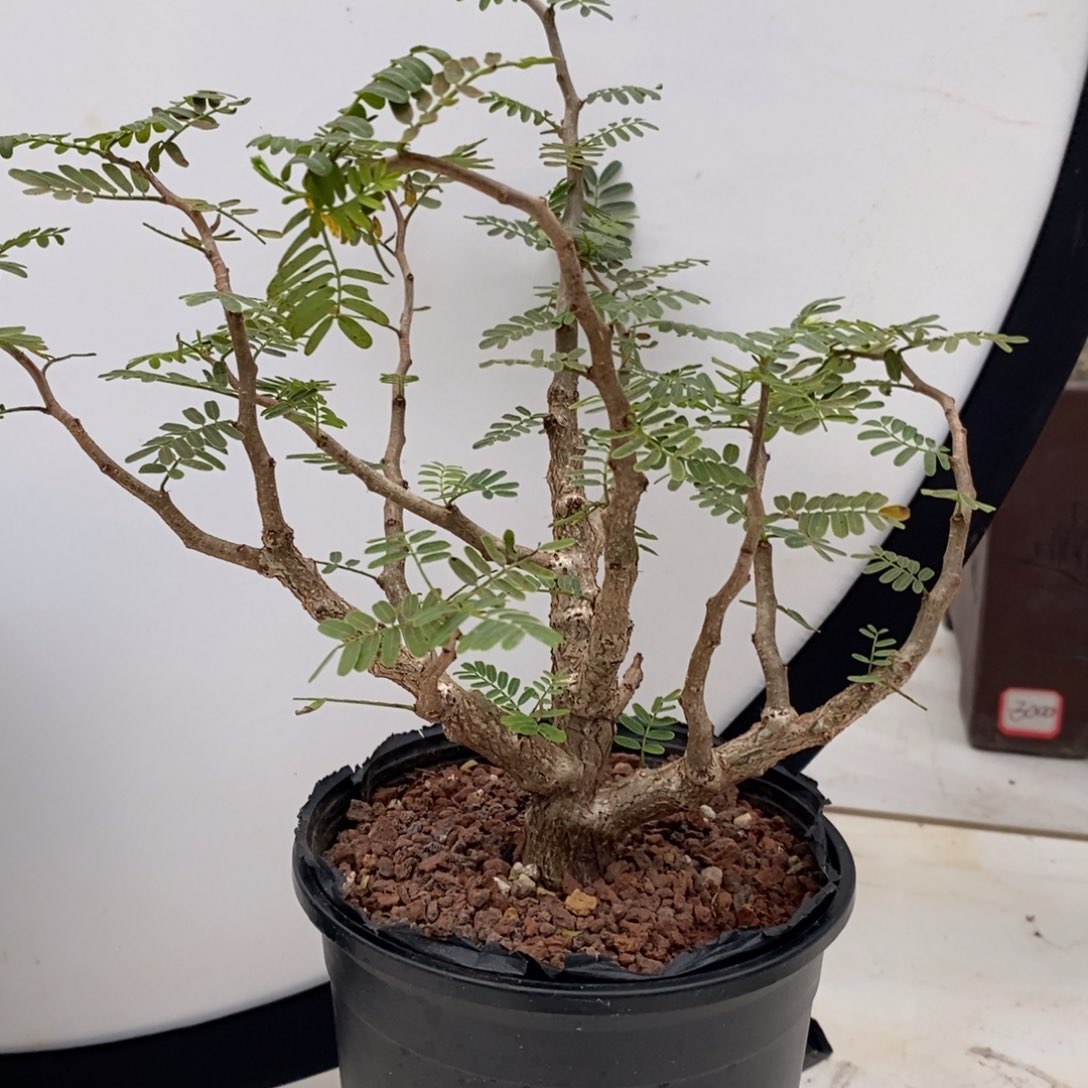 沙漠苏木实生小苗