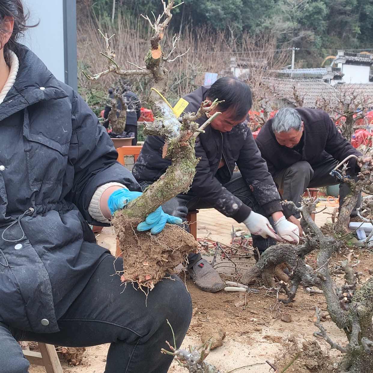 【闪购商品】梅花梅花香自苦寒来