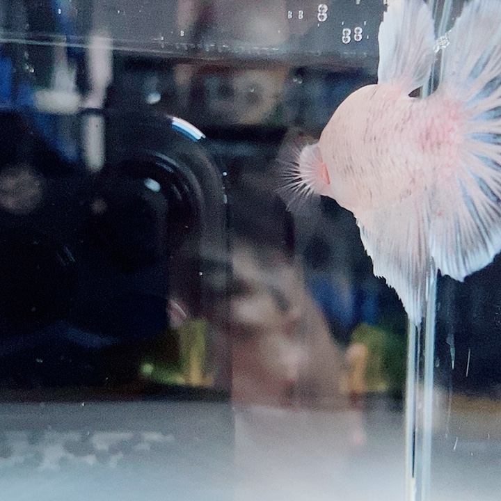 斗鱼黑22号巨斗将军