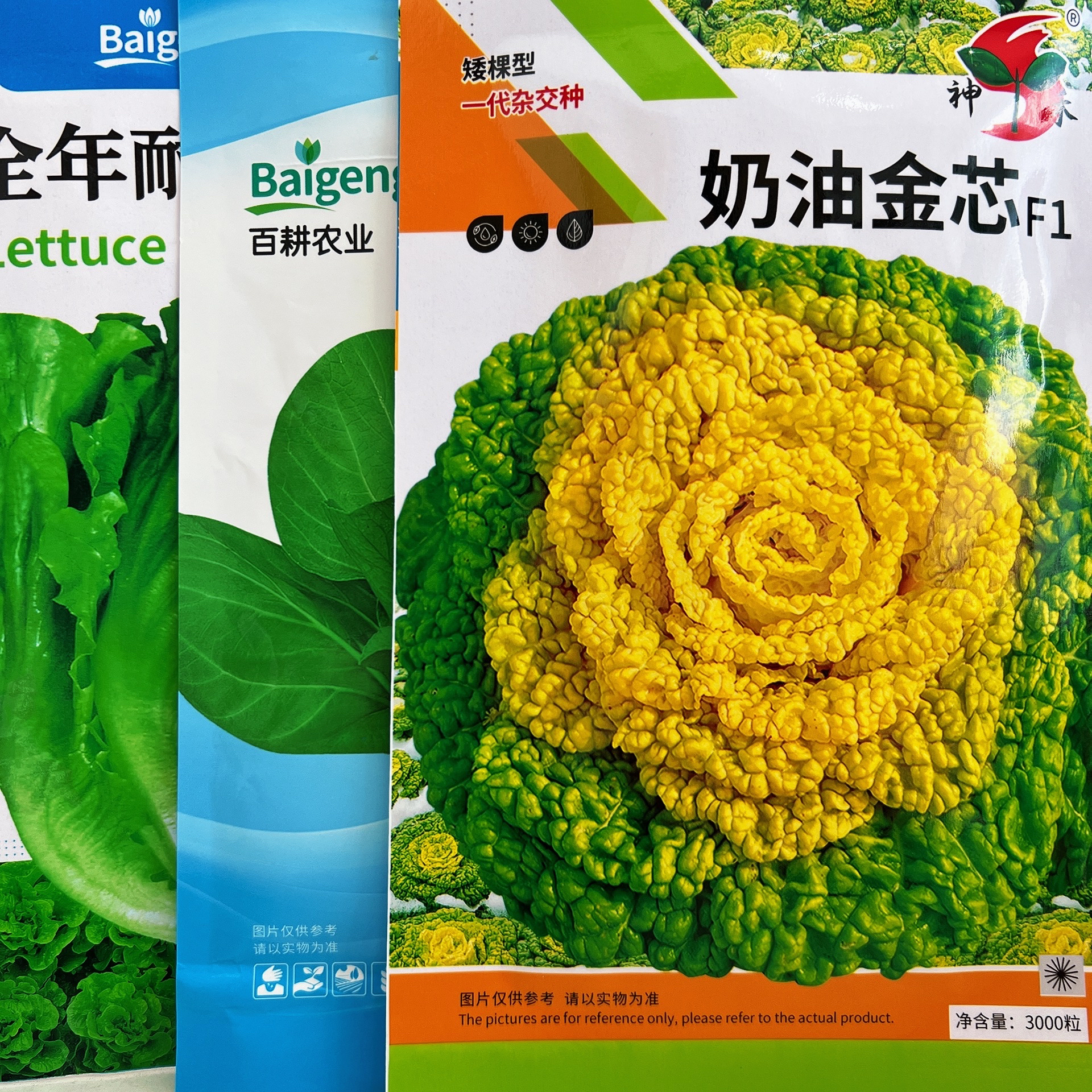奶油金芯，奶白菜，耐抽苔种子