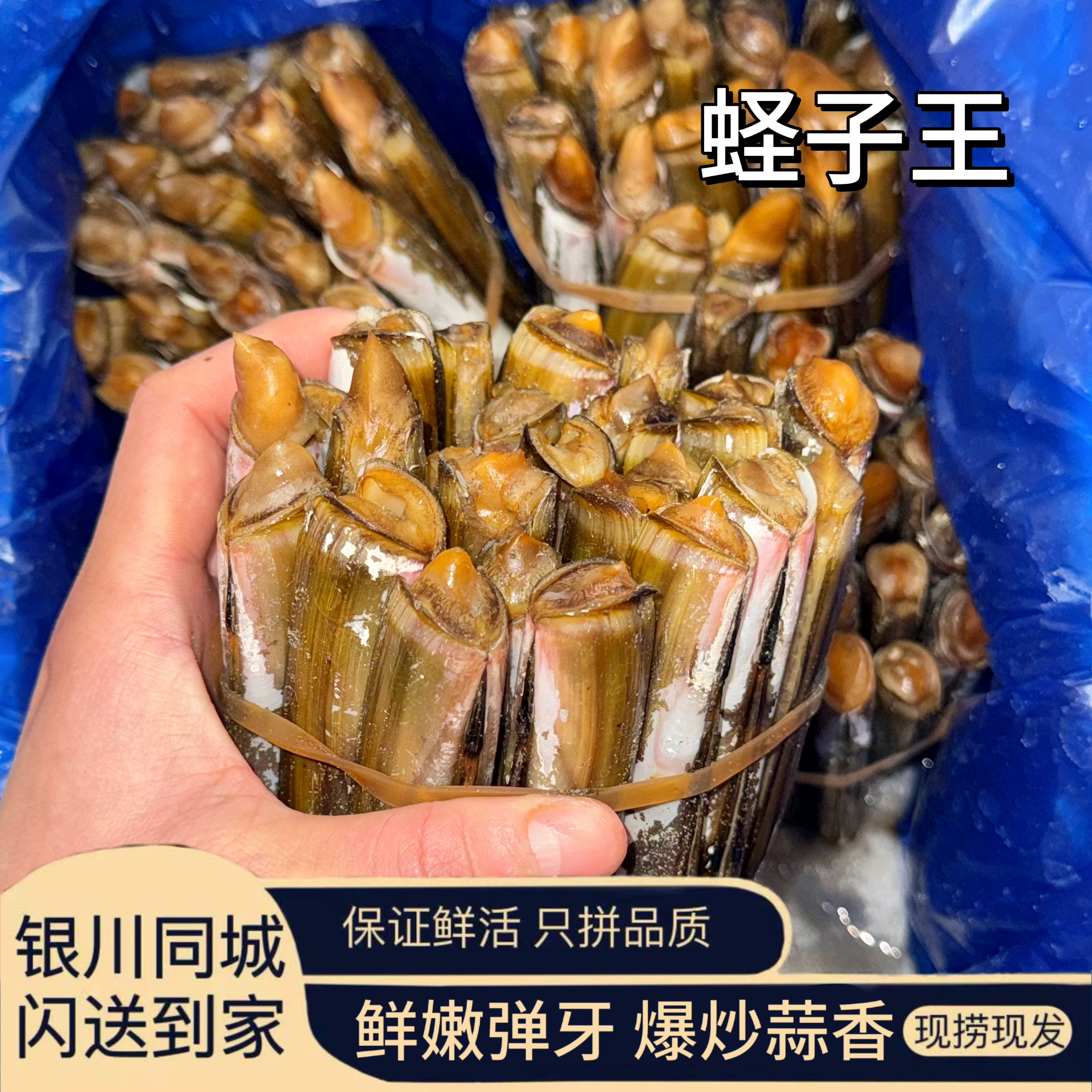 鲜活蛏子王（一斤）单拍不送！！